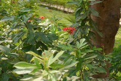 Jatropha integerrima